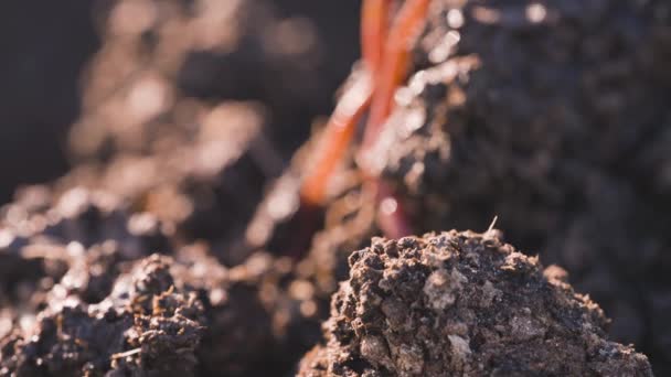 土の土の上を動く赤いウィグラーのワーム 微生物農業 クローズアップ — ストック動画