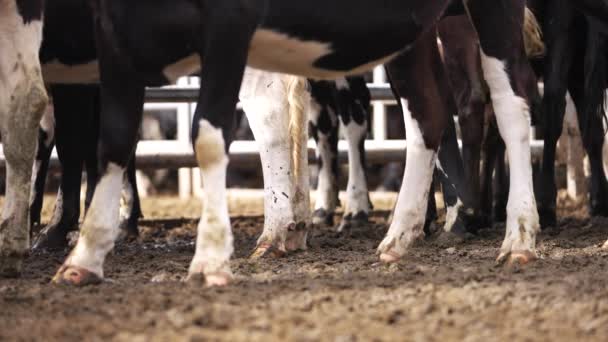 Patas Pezuñas Vaca Pie Tierra Fangosa Corral Rancho Cerca Ángulo — Vídeo de stock