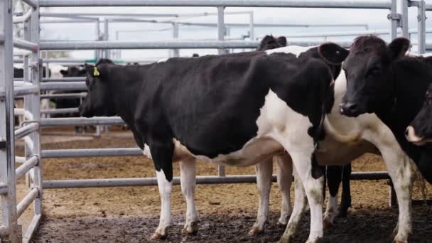 Vacas Holstein Blancas Negras Pie Corral Cercado Rancho Espera — Vídeos de Stock