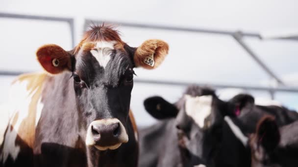 Мила Корова Дивиться Прямо Камеру Сонячний День Ранчо Heifer Milk — стокове відео