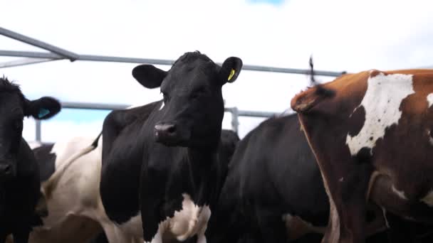 Молочные Коровы Хейфер Закрываются Ранчо Скотоводство Новой Зеландии — стоковое видео