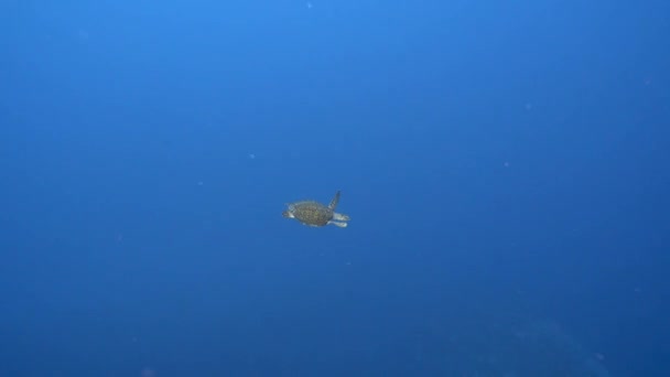Penyu Sisik Berenang Air Jernih Kristal Biru Dari Laut Pasifik — Stok Video