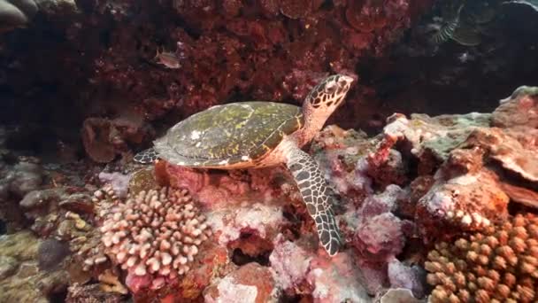 Hawksbill Θαλάσσια Χελώνα Κάθεται Ένα Όμορφο Κοραλλιογενή Ύφαλο Κρυστάλλινα Νερά — Αρχείο Βίντεο