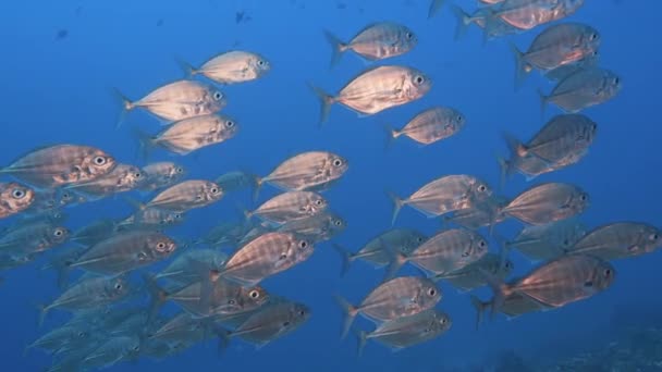 School Jack Fish Trevallies Crystal Clear Water Pacific Ocean Slow — Stock video