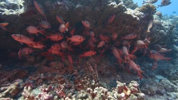 Skupina Červených Vojáků Ryb Barevné Korálové Útesy Křišťálově Čisté Vodě — Stock video