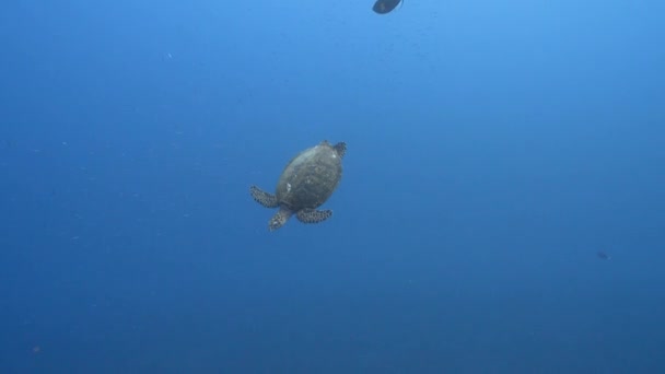Hawksbill Havssköldpadda Simmar Över Ett Korallrev Kristallklart Vatten Stilla Havet — Stockvideo