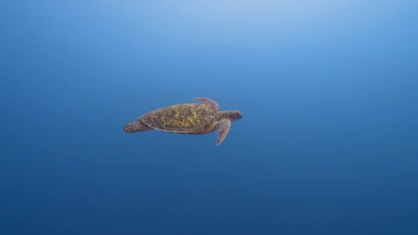 Grüne Meeresschildkröten Schwimmen Blauen Kristallklaren Wasser Des Pazifischen Ozeans Rund — Stockvideo