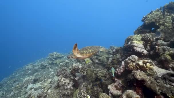 Πράσινη Θαλάσσια Χελώνα Πλησιάζει Πάνω Από Ένα Όμορφο Κοραλλιογενή Ύφαλο — Αρχείο Βίντεο