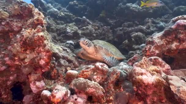 Linda Tortuga Marina Verde Sentada Hermoso Arrecife Coral Aguas Cristalinas — Vídeo de stock