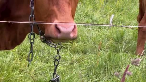 牧草地で茶色の牛の放牧草の頭を閉じるまで屋外 金属チェーンハーネス首の周りに牛や屋外の牧草地で食べる耳の印 クローズアップ — ストック動画