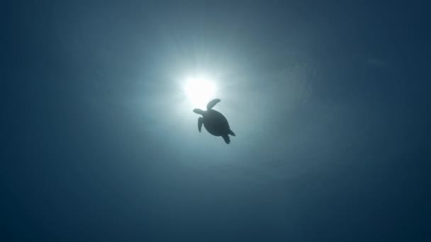 Grüne Meeresschildkröten Gegenlicht Schwimmen Über Einem Korallenriff Kristallklaren Wasser Des — Stockvideo