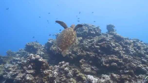 Grüne Schildkröte Und Habichtskröte Schwimmen Über Einem Wunderschönen Korallenriff Kristallklaren — Stockvideo