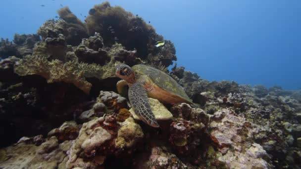 Grüne Schildkröte Sitzt Auf Einem Wunderschönen Korallenriff Kristallklaren Wasser Des — Stockvideo