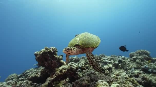 바다거북은 산호초 헤엄쳐 다니면서 프랑스령폴리네시아의 타히티 태평양의 물에서 먹이를 찾는다 — 비디오