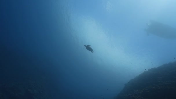 바다거북은 프랑스 폴리네시아 타이티 태평양의 물에서 헤엄치고 있었다 수면에 — 비디오