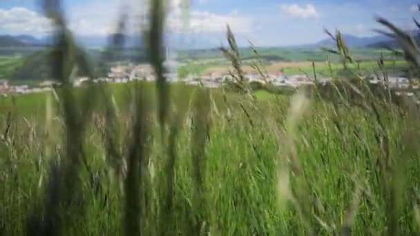 Canne Ondeggianti Delicatamente Nella Brezza Estiva Vicino Alla Campagna Fuoco — Video Stock