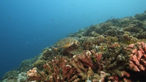 Tartaruga Verde Alimentando Belo Recife Coral Águas Límpidas Oceano Pacífico — Vídeo de Stock