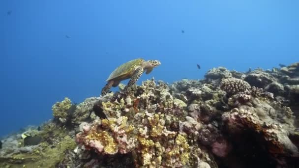 Hawksbill Θαλάσσια Χελώνα Κολύμπι Πάνω Από Ένα Όμορφο Κοραλλιογενή Ύφαλο — Αρχείο Βίντεο