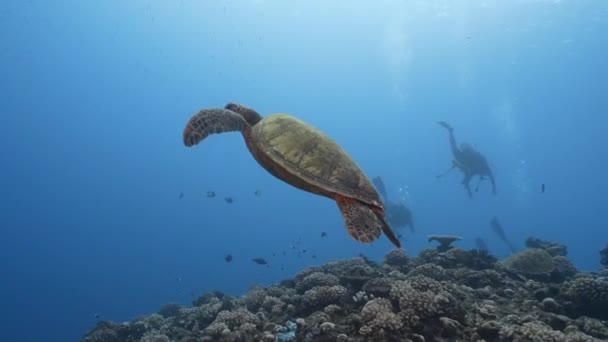 Зелена Морська Черепаха Плаває Над Чудовим Кораловим Рифом Кришталево Чистій — стокове відео