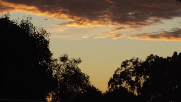 Atardecer Australiano Con Árboles Goma Nubes Durante Hora Dorada Pájaro — Vídeos de Stock