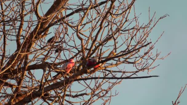 葉のない木の上の2羽のガラ鳥 ガラは枝に沿ってジャンプします日没黄金の時間 マフラ ビクトリア オーストラリア — ストック動画