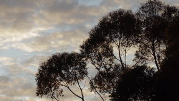 Árboles Goma Moviéndose Con Viento Suave Cielo Azul Con Nubes — Vídeo de stock