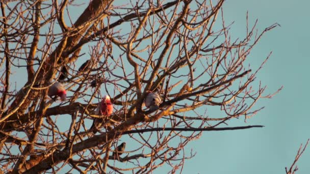 澳大利亚维多利亚州马弗拉市 三只没有叶子的加拉鸟在树枝上飞翔 日落时分 黄金时段 — 图库视频影像