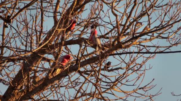 澳大利亚维多利亚州马弗拉市 三只加拉鸟在没有叶子的树枝上打斗 一只飞走 一天日落黄金时段 — 图库视频影像