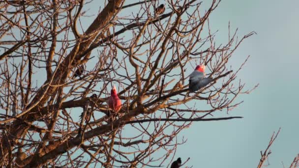 Dwie Galah Birds Tree Branch Dzień Zachód Słońca Złota Godzina — Wideo stockowe