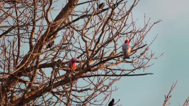 Δύο Πουλιά Galah Στο Δέντρο Χωρίς Φύλλα Ημέρα Ηλιοβασίλεμα Χρυσή — Αρχείο Βίντεο
