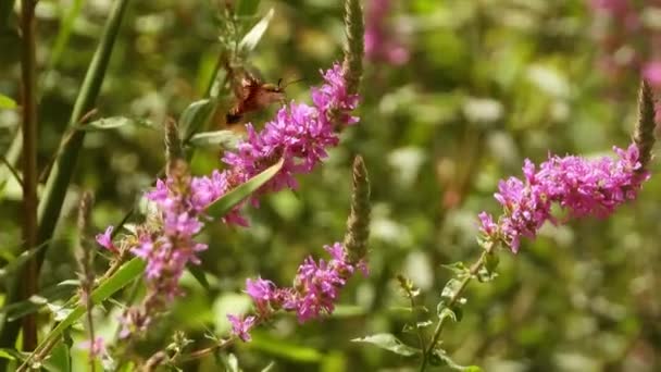 Κολιμπρί Clearwing Σκώρος Σίτιση Νέκταρ Και Αιωρείται Αγριολούλουδα Κοντινό Πλάνο — Αρχείο Βίντεο