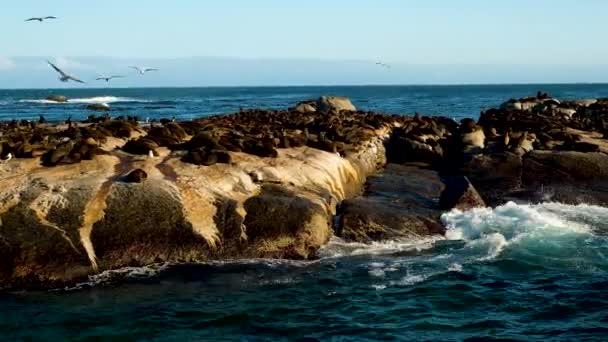 Enorme Colônia Focas Pele Cabo Aquecendo Sol Manhã Rochas Seal — Vídeo de Stock