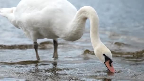 Szczegóły Białego Łabędzia Cygnus Jeziorze Loch Lomond Efektem Spowolnienia Ruchu — Wideo stockowe