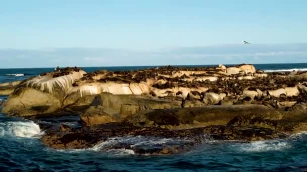Grande Colonia Foche Brune Sull Isolotto Roccioso Isola Seal Hout — Video Stock