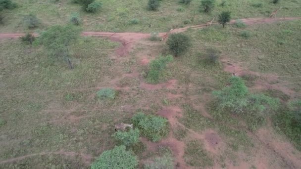 Жирафы Живущие Масаи Мара Кения — стоковое видео