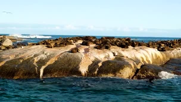 Sellos Tomando Sol Sobre Rocas Retozando Aguas Poco Profundas Del — Vídeos de Stock