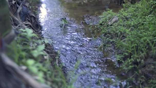 Tiro Pequeno Fluxo Água Que Corre Uma Fazenda — Vídeo de Stock