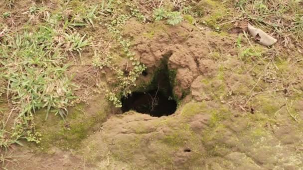Nahaufnahme Zoomaufnahme Eines Lochs Erdboden Tiergraben Hoher Winkel — Stockvideo