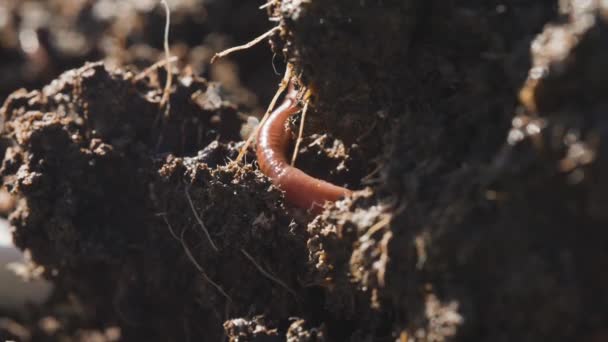 Gusano Moviéndose Alrededor Compostaje Suciedad Primer Plano Macro Disparo Vermicompost — Vídeos de Stock