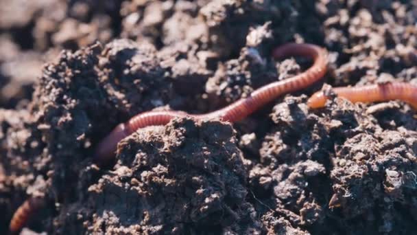 在肥沃的有机质混合料中移动的红线虫 害虫养殖概念 — 图库视频影像