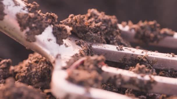 Gartengabel Mit Schmutzboden Gefüllt Mit Würmern Vermizungsfarm — Stockvideo