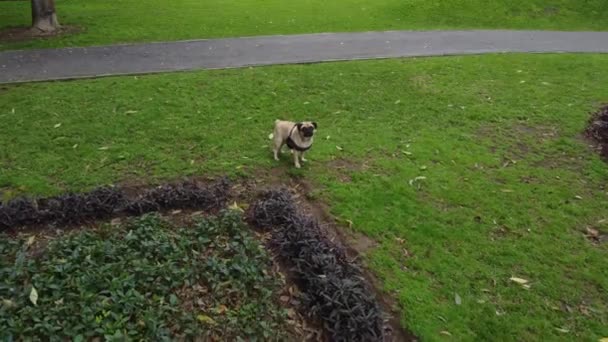 Видеозапись Беспилотника Собакой Стоящей Траве Парке Дрон Медленно Летит Нему — стоковое видео
