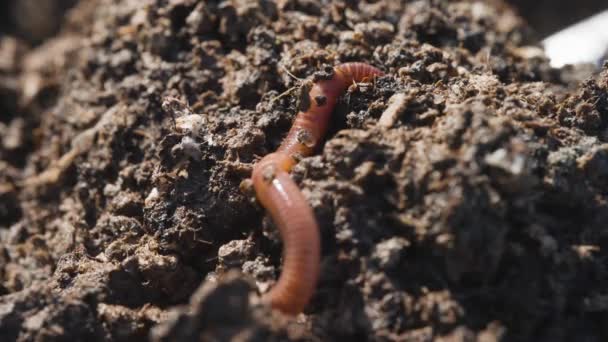 红线虫缓慢地穿过地面 有机堆肥 — 图库视频影像