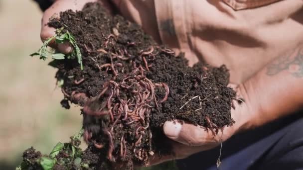 Manos Granjero Sosteniendo Tierra Llena Gusanos Vermicompost Orgánico Cerca — Vídeos de Stock