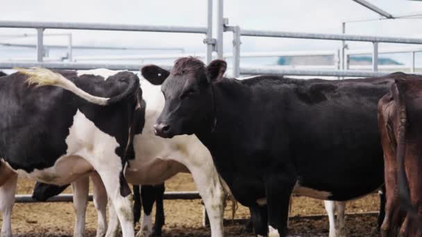 Manada Vacas Pie Tranquilo Acero Cercado Pluma Aire Libre Cámara — Vídeos de Stock