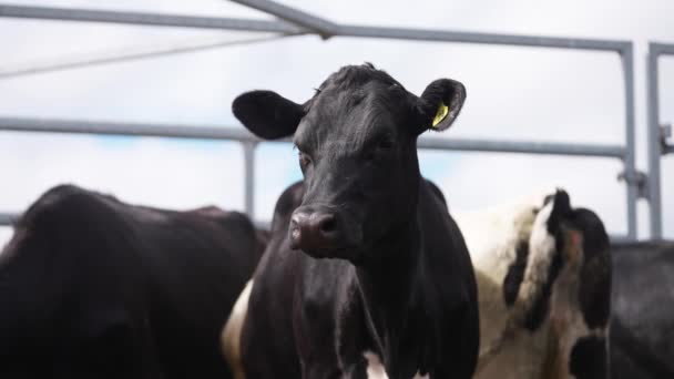 美しい黒の頭ハイファー搾乳牛は不思議なことに 牧場の倉庫を探して — ストック動画