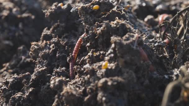 蠕虫在肥沃的泥土中滑行 蠕虫虫粪的概念 — 图库视频影像