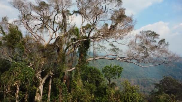 近照一张生长在越南高原地区的古树的照片 可以看到白日时分 在通往越南达拉特的路上 山谷里有茂密的植被 — 图库视频影像