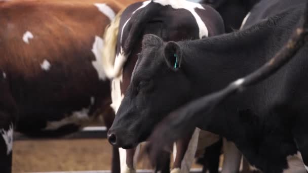 Close Sleepy Black Cow Standing Herd Ranch Shaking Head Cause — Stock Video