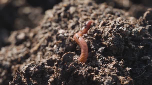 Červený Kroucený Červ Plazící Organickém Hnojivu Vermicompost Koncept — Stock video